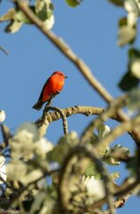 Pyrocephalus rubinus