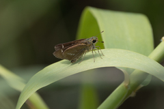 Parnara guttata