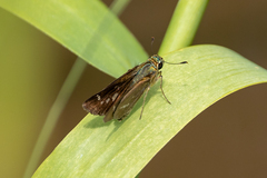 Parnara guttata