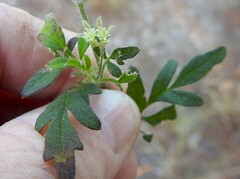 Xanthosia pilosa
