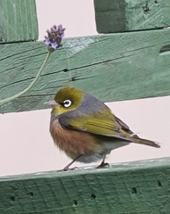 Zosterops lateralis lateralis