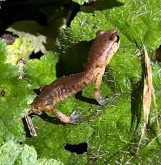 Ensatina eschscholtzii