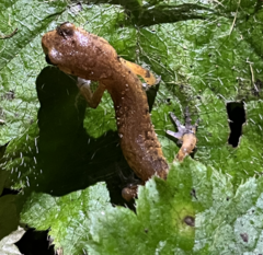 Ensatina eschscholtzii