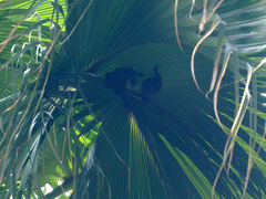 Cynopterus sphinx