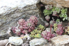 Sedum rubens