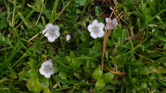 Phacelia platycarpa