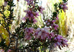 Erica nudiflora