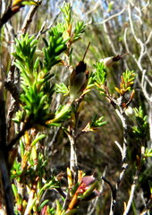 Erica nudiflora