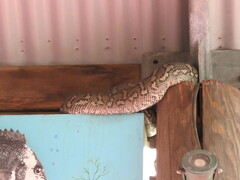 Morelia spilota