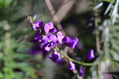Hardenbergia violacea