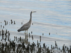 Egretta novaehollandiae