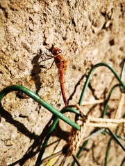 Sympetrum sanguineum