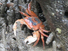 Metopograpsus