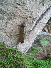 Magicicada septendecim