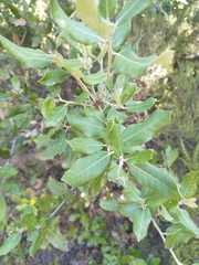 Quercus ilex