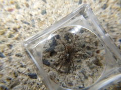 Allocosa subparva