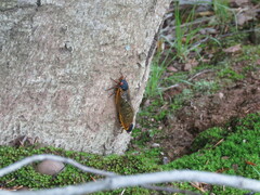 Magicicada septendecim