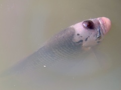 Osphronemus goramy