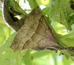 Hypena proboscidalis