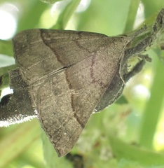 Hypena proboscidalis