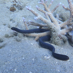 Emydocephalus annulatus