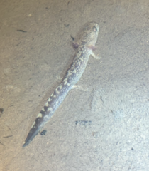 Dicamptodon tenebrosus