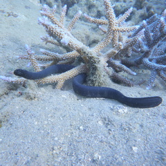 Emydocephalus annulatus