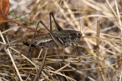 Platycleis albopunctata