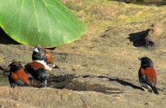 Spermestes bicolor nigriceps