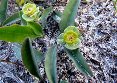 Euphorbia tuberosa