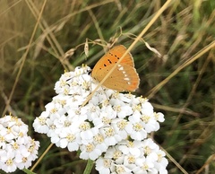 Lycaena virgaureae