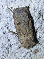 Agrotis
