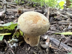 Boletus edulis