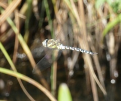 Aeshna mixta