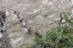 Salvia fruticosa