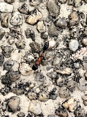 Tetraponera rufonigra