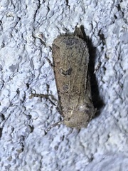 Agrotis