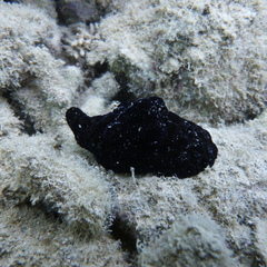 Coriocella nigra