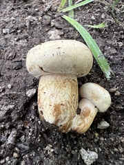 Boletus edulis
