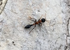 Tetraponera rufonigra