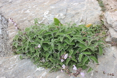 Salvia fruticosa