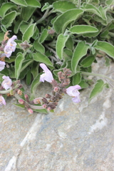 Salvia fruticosa