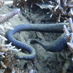 Emydocephalus annulatus