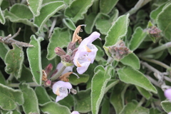 Salvia fruticosa