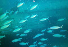 Caesio varilineata