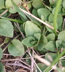Veronica serpyllifolia