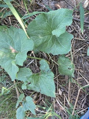 Petasites spurius