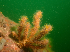 Hydrichthella epigorgia