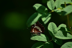 Limenitis lorquini