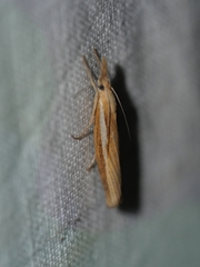 Agriphila
